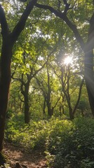 Fototapeta premium A serene forest landscape illuminated by sunlight. Lush greenery surrounds the path. Feel the tranquility of nature. Explore the beauty within. Generative AI