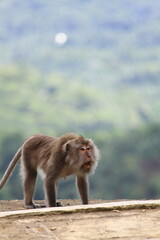 A female long tailed monkey (Macaca fascicularis) at Pusuk Sembalun, Lombok island, Indonesia.