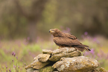 Black kite - Milvus migrans on stone at dark green background. Photo from Sierra de Gredos Mountain in Spain