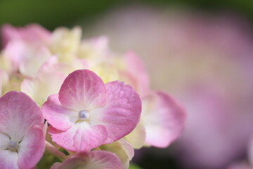 Obraz premium 紫陽花