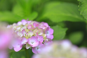 紫陽花