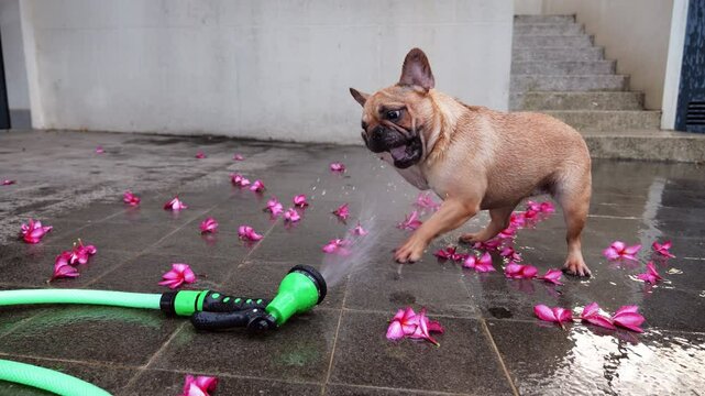Energetic French Bulldog joyfully plays with water jet from garden hose hand sprinkler lying on pavement, splashing wildly and trying to catch spraying water with her mouth.