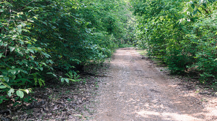 Fototapeta premium Dirt road in the rainforest