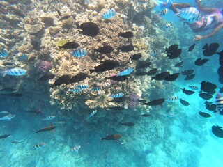 Fototapeta premium Underwater photo of corals and fishes in the clear water of the Hurghada red sea