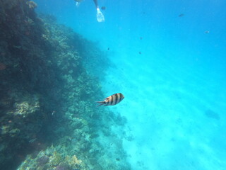 Underwater photo of corals and fishes in the clear water of the Hurghada red sea