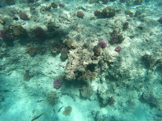 Underwater photo of corals and fishes in the clear water of the Hurghada red sea
