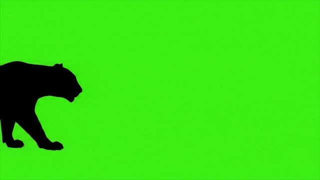 Tiger cartoon black silhouette of a panther on a green background. Suitable for kids products, wildlife designs, or junglethemed projects.