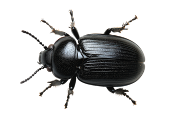 Black beetle with shiny segmented body and detailed legs, close-up of crawling insect often found in gardens, woods, or soil.
