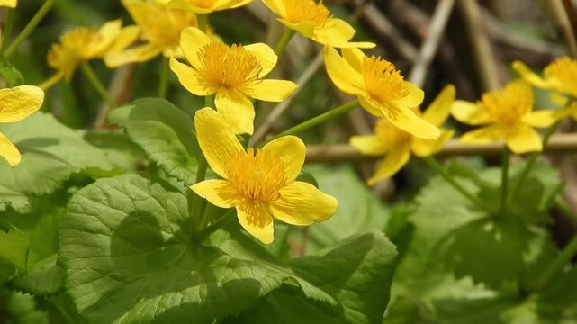[4K] Scenery of Caltha palustris var. barthei (Ezono-ryukinka) Blooming with Brilliant Yellow Flowers on an Alpine Marsh after Snowmelt 【4K】高山の湿原に咲くエゾノリュウキンカ：雪解けとともに鮮やかな黄色の花を付ける春の風景 撮影日：20250527-3