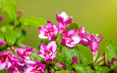 pink weigela blooms in the Botanical garden
