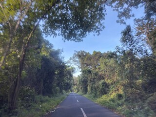 Fototapeta premium Empty paved road winding through lush green forest with sunlight filtering through the trees. Tree-lined asphalt road 
