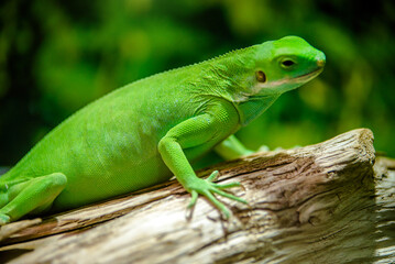 green iguana peeking from behind a rock
