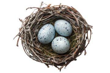  Bird nest holding three blue speckled eggs on dry twigs, symbol of spring, life, and natural beginnings on white background.