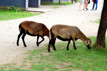 Fototapeta premium Long-eared sheep eat grass on the side of a dirt road