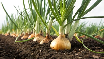 Fresh Onion Plants Growing Naturally in Garden