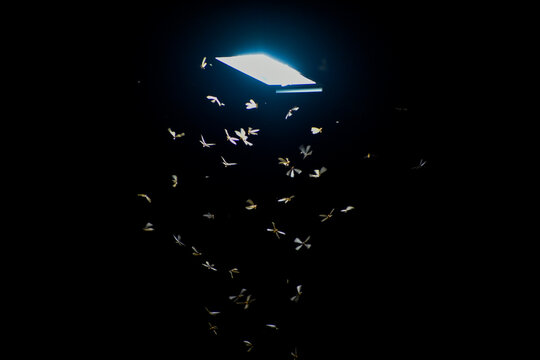 Flying termites swarm around a bright light source in the dark night.