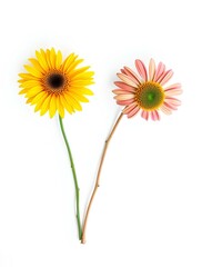 Fototapeta premium Bright Yellow Sunflower and Elegant Pink Daisy on a Clean White Background, Perfect for Floral Themes, Nature Photography, and Botanical Design Concepts