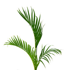 Palm leaves The green leaves of palm trees rests on white background. 