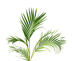 Fototapeta premium Green leaf of palm tree on white background 