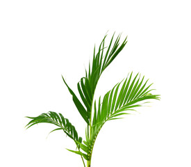 Palm leaves The green leaves of palm trees rests on white background. 