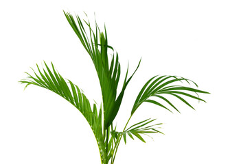 Palm leaves The green leaves of palm trees rests on white background.