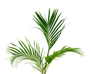 Palm leaves The green leaves of palm trees rests on white background.