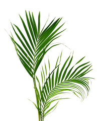 Palm leaves The green leaves of palm trees rests on white background.