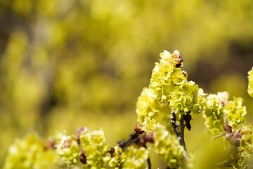 早春に咲くトサミズキの花