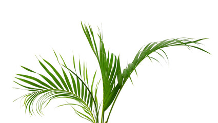 Palm leaves The green leaves of palm trees rests on white background.