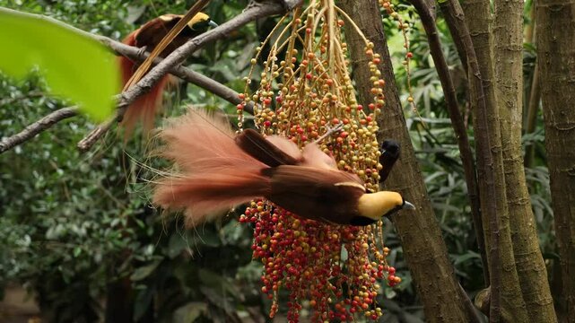Bird of paradise Raggi or Raggiana Bird of paradise of Papua New Guinea. National bird cendra wasih. High quality 4k footage