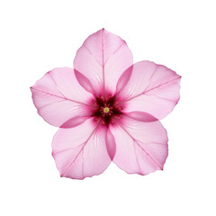 Delicate pink flower with vibrant center, set against a clean transparent background, symbolizing elegance and natural beauty. a png with a transparent background.