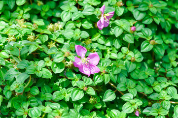 Naklejka premium Dissotis rotundifolia, Dwarf Tibouchina or Heterocentron elegans or Melastomataceae or Spanish Shaw or Trailing Tibouchina or Tropical West Africa plant