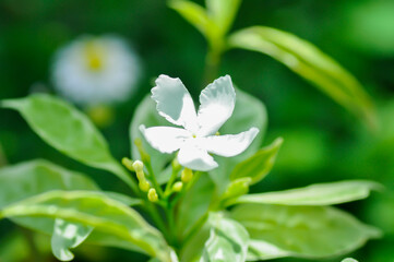 Tabernaemontana divaricata or Grandifolia or Clavel de la India or Cape jasmine, East Indian rosebay or 
APOCYNACEAE or  Gerdenia Crape Jasmine or Gardenia Jasminoides or Gardenia