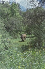 Cow Grazing in a Green Meadow with Trees and Wildflowers