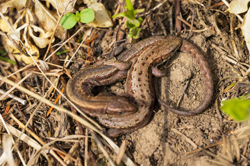 A pair of brown forest viviparous lizards basking in the sun on a spring day. Blurred foreground, selective focus