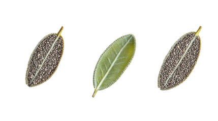 green tea leaves on white background