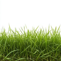 Fototapeta premium Close up of fresh green grass blades in a field, isolated on white background