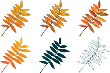 Set of hand-drawn rowan branch fall colored autumn leaves isolated on white background. Flat and line styles vector illustration.