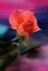 Fototapeta premium Rose 6