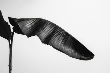 Elegant Black and White Photograph of a Curved Leaf Texture