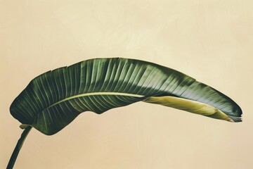 Elegant Banana Leaf on Soft Beige Background for Minimalist Decor