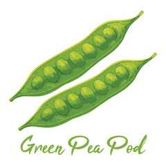 green pea pod in watercolor illustration style, isolated vector on white background