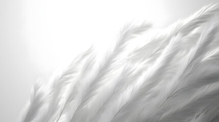 Obraz premium Graceful feather patterns nature scene abstract photography soft textures minimalist viewpoint