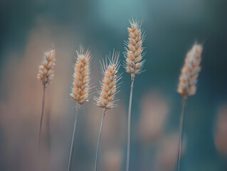 ears of wheat in the field