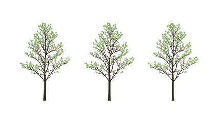 Obraz premium Three Young Trees with Light Green Leaves, Springtime Illustration
