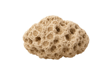 Natural coral rock isolated on transparent background. Porous texture and organic shape. Perfect for marine biology illustrations, ocean-themed designs, and educational materials