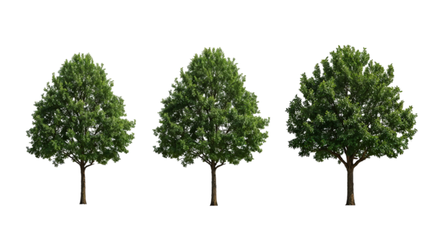 Three Green Trees Isolated on White Background Growth Stages, Nature Photography