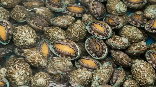 Fresh abalone farm harvest, close-up view of many abalones after harvest. Abalone shells show iridescent colors and textures.  Abalone farm harvest image ideal for seafood restaurants,