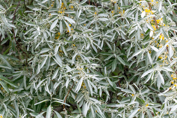Silverberry foliage with yellow flowers in dense greenery. Elaeagnus angustifolia, oleaster, wild...