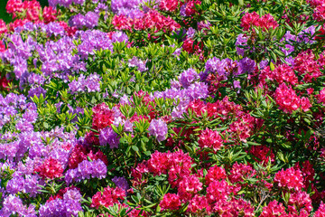 Vibrant red and purple azaleas in full bloom in lush green garden